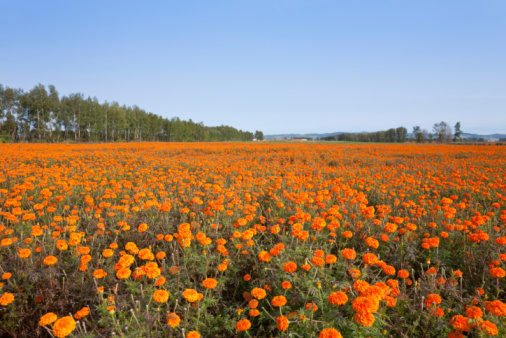 autumn marigold Field