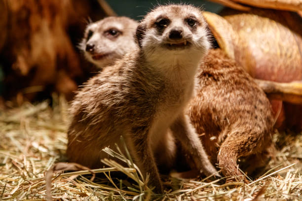 istock Beautiful meerkats are played 1059278266
