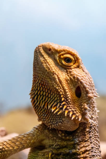 istock Beautiful Lizard Bearded Agama, Pogona vitticeps 1059278356