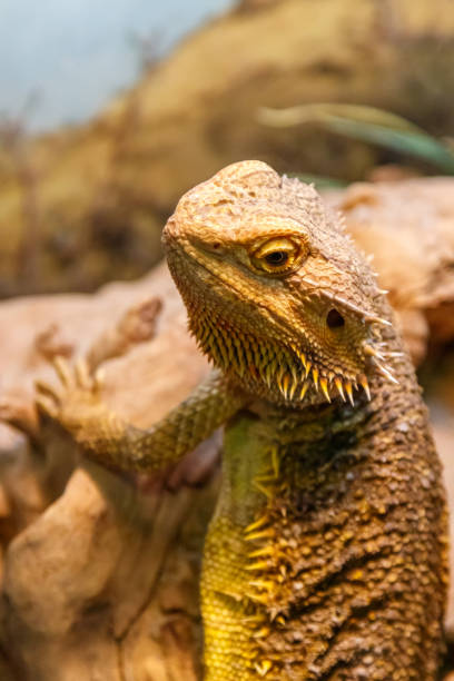 istock Beautiful Lizard Bearded Agama, Pogona vitticeps 1059278362