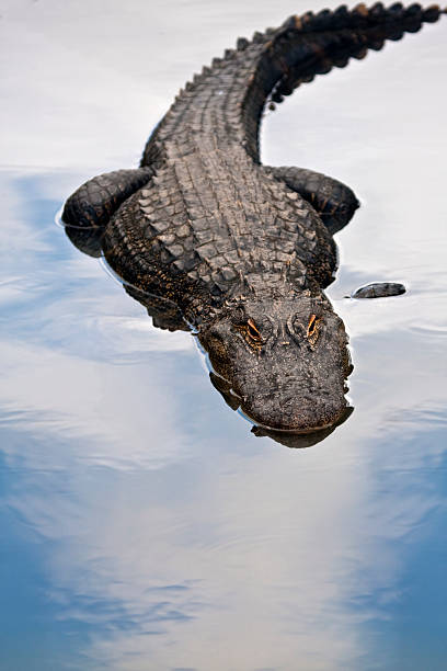 istock Lurking American alligator in Blue waters 105927893