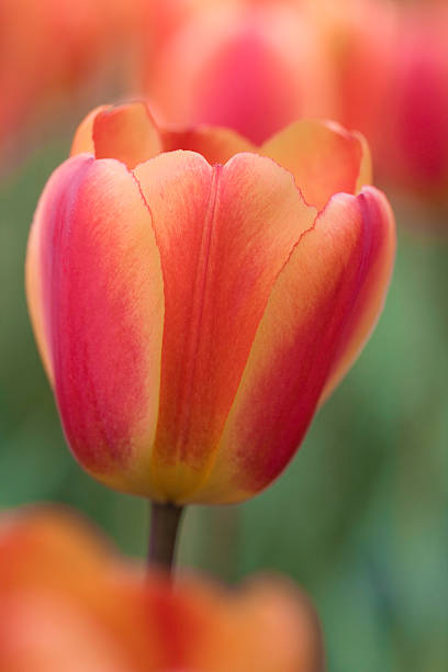 istock Orange and pink tulip 105927906