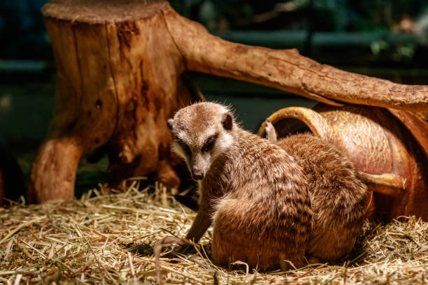 istock Beautiful meerkats are played 1059279120