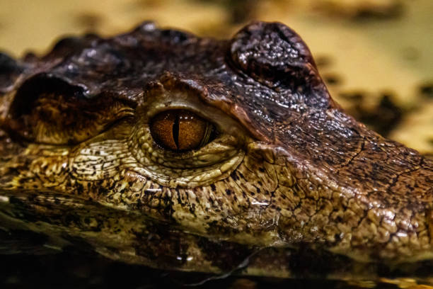 A close-up shot of an American Alligator in Brazos Bend State Park near Houston, Texas.