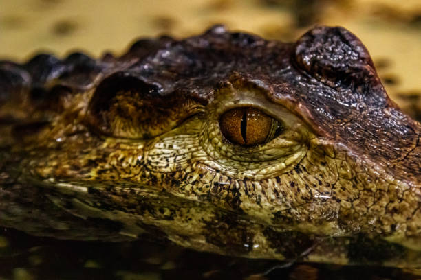 istock krakodil eyes smooth-eyed caiman 1059279694