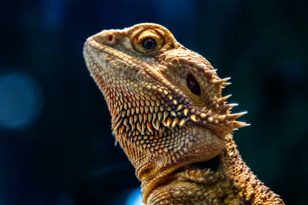 istock Beautiful Lizard Bearded Agama, Pogona vitticeps 1059279748