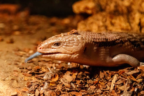istock Beautiful blue-eyed skink lizard, tiliqua scincoides 1059279850