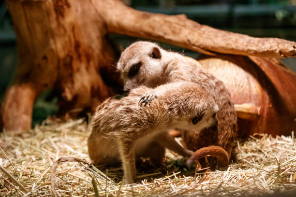 istock Beautiful meerkats are played 1059279870