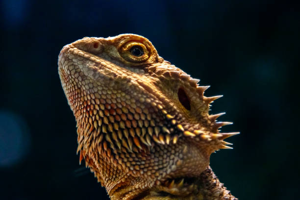 istock Beautiful Lizard Bearded Agama, Pogona vitticeps 1059279916