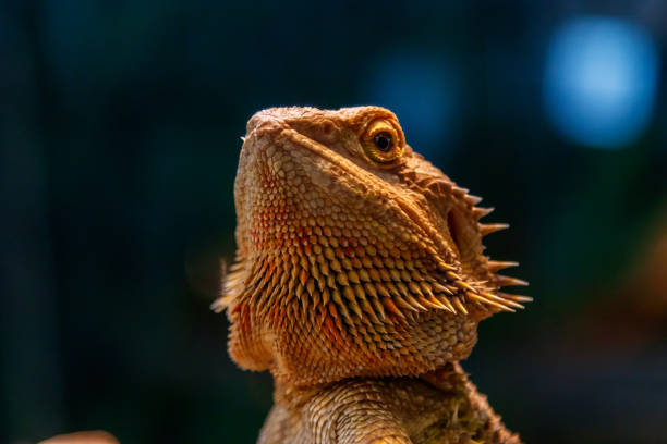 istock Beautiful Lizard Bearded Agama, Pogona vitticeps 1059280420