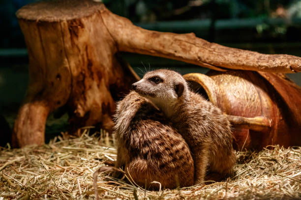 istock Beautiful meerkats are played 1059280452