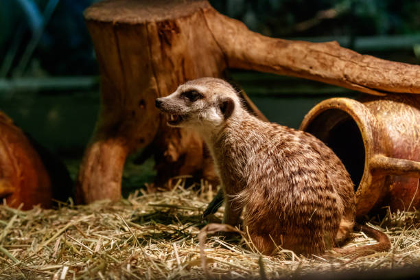 istock Beautiful meerkats are played 1059280506