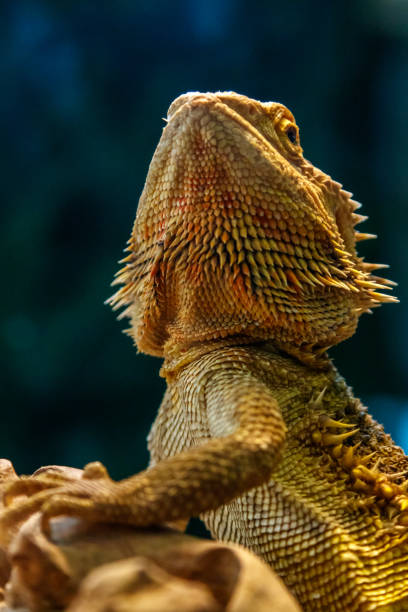 istock Beautiful Lizard Bearded Agama, Pogona vitticeps 1059280610
