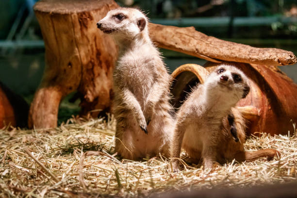 istock Beautiful meerkats are played 1059280658