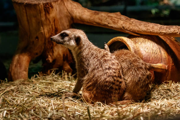 istock Beautiful meerkats are played 1059280700