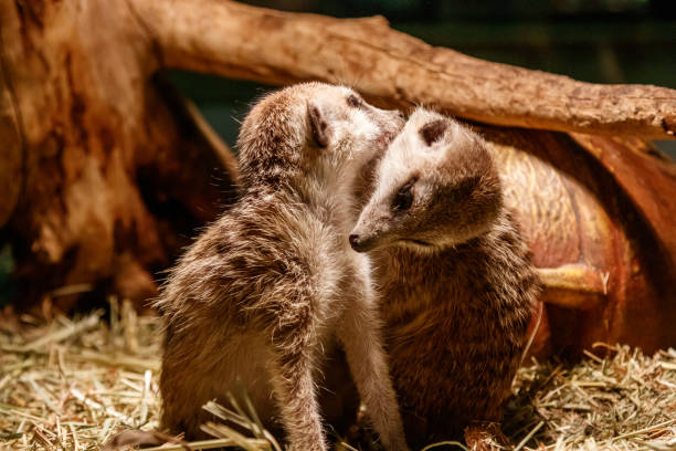 istock Beautiful meerkats are played 1059280940
