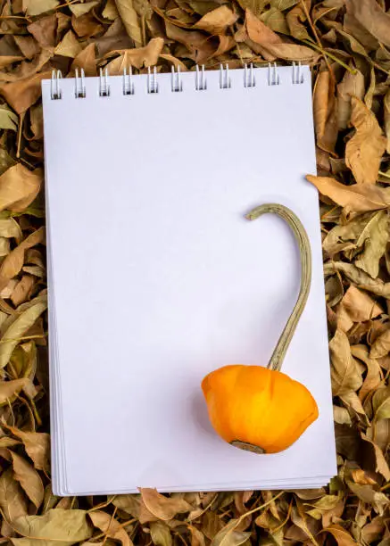 blank spiral sketchbook against dry fall leaves with ornamental gourd