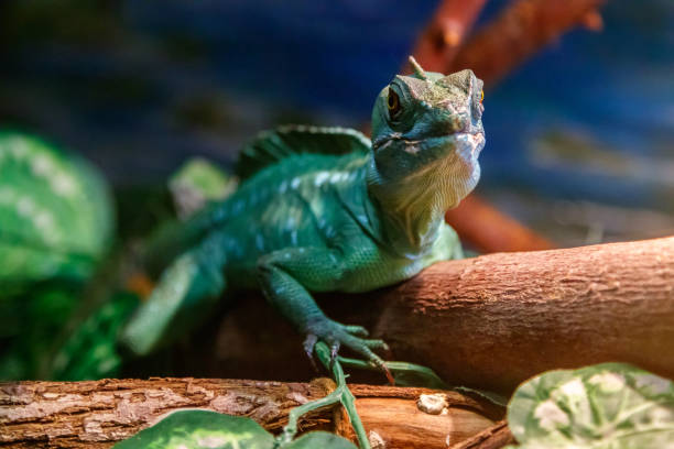 istock Beautiful Lizard Helmeted Basilisk, Plumed Basiliscus, Basilscus plumiphrins 1059281454
