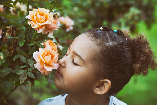 Little girl sniffing a rose.