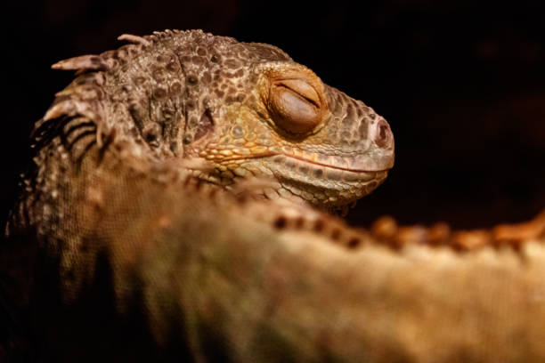 istock Beautiful iguana green, Iguana iguana 1059281544