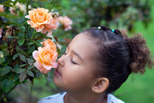 Close up portrait of little girl with closed eyes sniffing the pastel orange rose. The rose growing on a bush in the garden.