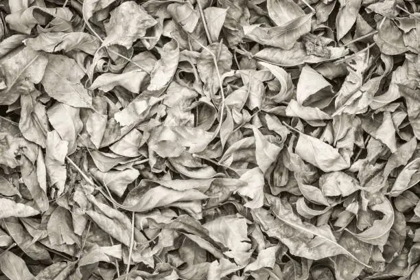 Fall dry leaves background and texture - top view, black and white platinum toned image