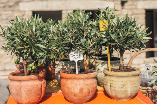 gordes, provença-alpes-côte d'azur, frança, 25 de setembro de 2018: potes com uma pequena olive tree - um mercado de agricultores tradicionais em provence - provence alpes cote dazur market olive food - fotografias e filmes do acervo