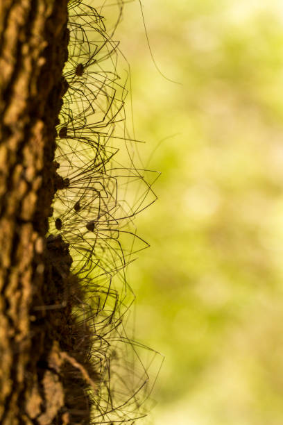 istock bunch of Opiliones spiders 1059285690