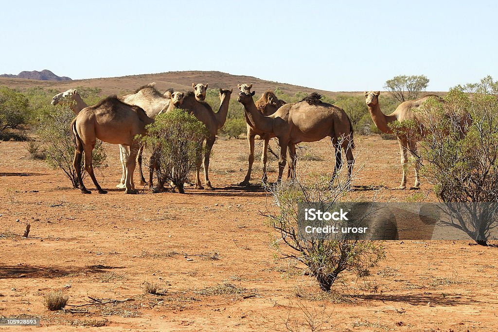 Manada de camelos - Foto de stock de Austrália royalty-free