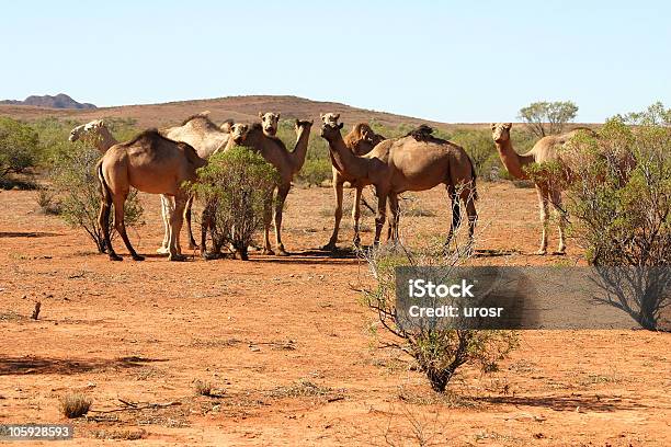 Foto de Manada De Camelos e mais fotos de stock de Austrália - Austrália, Camelo - Camelídeos, Alice Springs