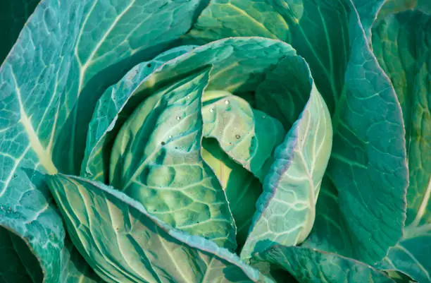 Green cabbage (Brassica oleracea)
