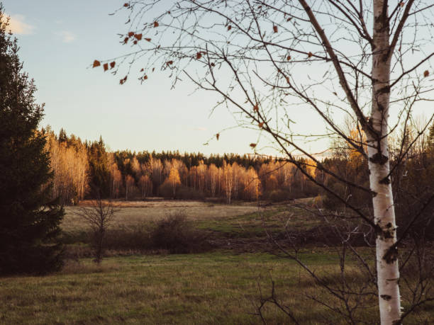 Rural scene in autumn sunlight tree\nPhoto taken during afternoon in sunny October in sweden