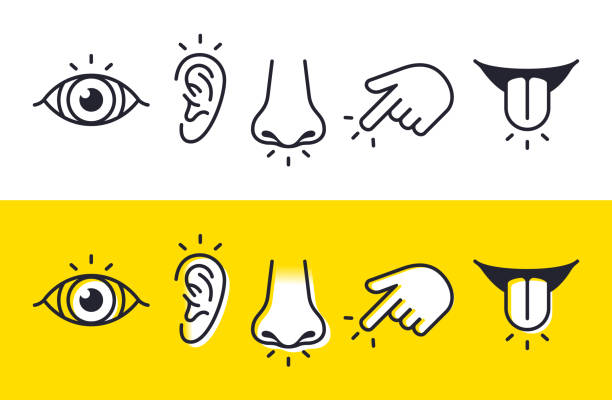 ilustraciones, imágenes clip art, dibujos animados e iconos de stock de cinco sentidos la vista audiencia olfato tacto gusto iconos y símbolos - sensory perception