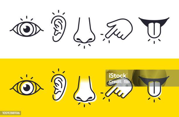 五感官視覺聽覺嗅覺觸摸味覺圖示和符號向量圖形及更多圖示圖片 - 圖示, 知覺, 耳朵