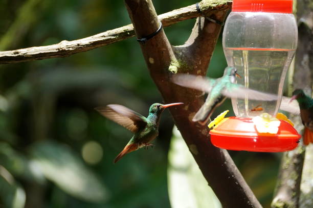 istock Rufous-tailed hummingbird at a feeder 1059288200