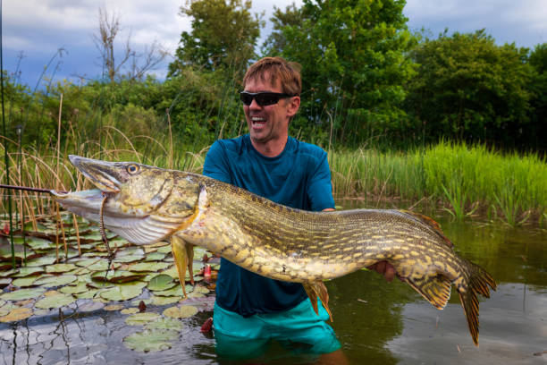 Big pike catched Happy angler with pike fishing trophy fishing rod photos stock pictures, royalty-free photos & images