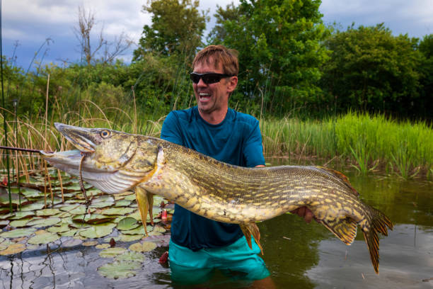 Big pike catched Happy angler with pike fishing trophy freshwater fishing stock pictures, royalty-free photos & images