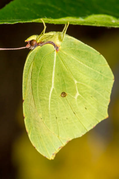 istock Gonepteryx cleopatra  butterfly insect 1059290386