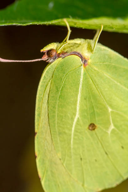 istock Gonepteryx cleopatra  butterfly insect 1059290410
