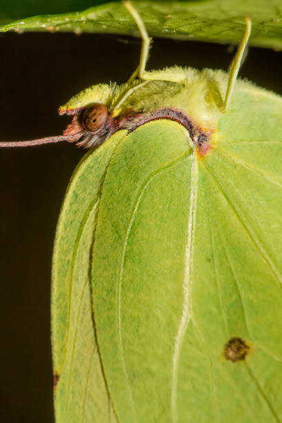 istock Gonepteryx cleopatra  butterfly insect 1059290422