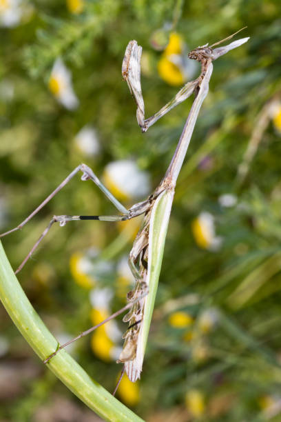 istock Empusa penta insect 1059290494