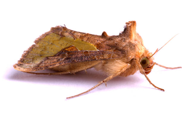 istock nocturnal moth isolated on a white background 1059290600