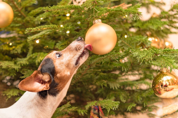 lindo perrito jack russell terrier con la nariz y la lengua en el árbol de navidad en un baile en la noche de navidad - candle christmas tree candlelight christmas ornament fotografías e imágenes de stock