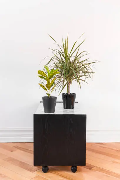 Madagascar dragon tree and Gold Dust Croton plant in black pots, on a side table with wheels.