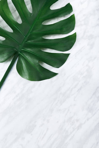 istock Dark green Monstera leaf on marble background 1059293194