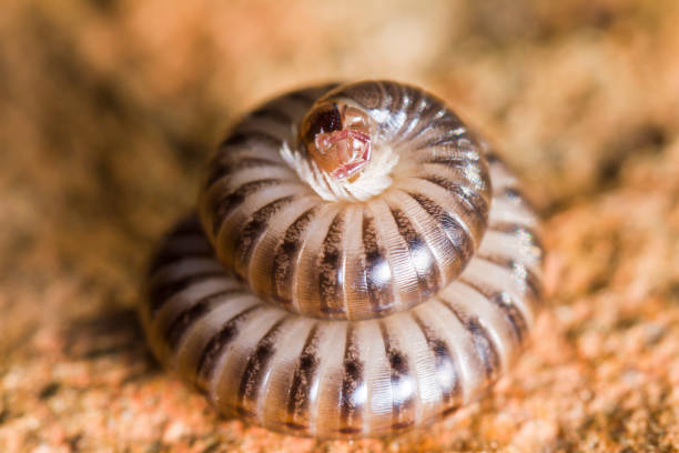 istock millipede curled in a defensive position 1059295428