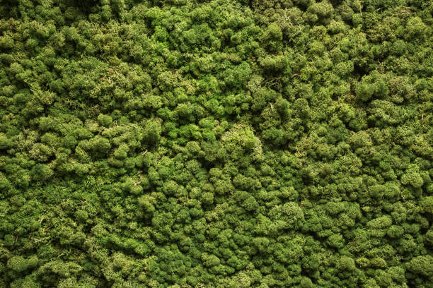 Moss texture. Moss background. Green moss on grunge texture, background stock photo