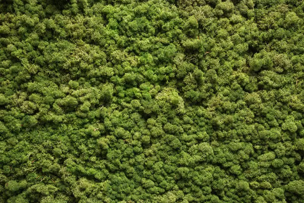 Moss texture. Moss background. Green moss on grunge texture, background nature