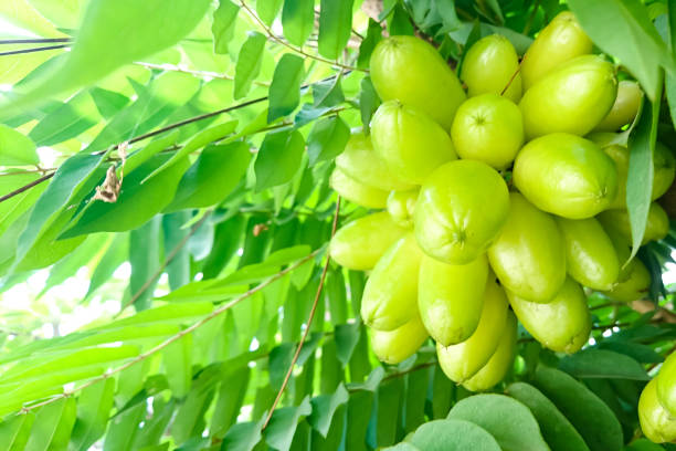 gruppo di taling pling o bilimbi o averhoa bilimbi linn o frutti acidi sono ancora sul bastone marrone. è molto aspro e ha colore verde - pling foto e immagini stock