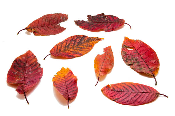 istock Yellow autumn leaves on white background 1059298104